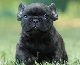 Thug Life Rocco - Francia bulldog eladó kiskutya