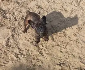 Ballószögi Barka Jessay - Francia bulldog eladó kiskutya