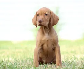 Ribizli - Hungarian Short-haired Vizsla Puppy for sale