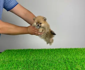 Adri - Pomeranian eladó kiskutya