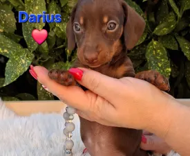 Darius - Tacskó eladó kiskutya
