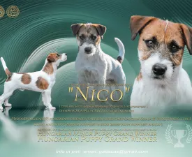 Nico - Jack russell terrier Szczenię na sprzedaż
