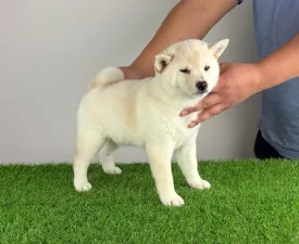 Jagawa - Shiba Angebotener Welpe