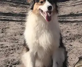 Dailos Lions In The Wild  - Australian Shepherd Angebotener Welpe