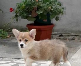 Fenix - Corgi galez Pembroke Cățeluș de vânzare