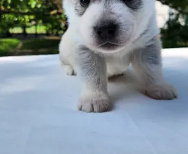 Sadachbia Of Polar Moonlights - Siberian Husky Puppy for sale