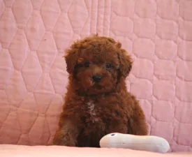 Will - Poodle Miniature Puppy for sale
