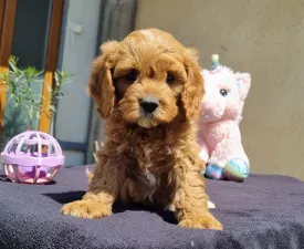 Enzó - Cavapoo eladó kiskutya