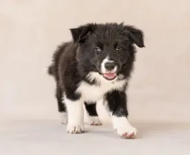 Cool Dark Design - Border Collie eladó kiskutya