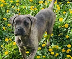 Romyna - Cane Corso Italiano Cucciolo in vendita