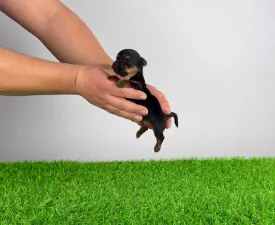 Petty - Yorkshire Terrier eladó kiskutya