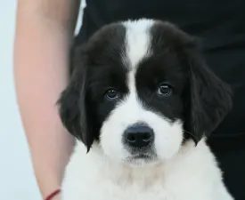 Aslan - Landseer Cățeluș de vânzare