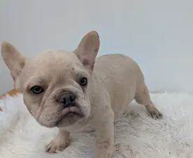 Anakin - French Bulldog Puppy for sale