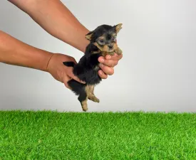 Yilma - Yorkshire Terrier Angebotener Welpe
