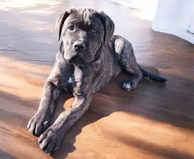Rambo - Cane Corso Cățeluș de vânzare
