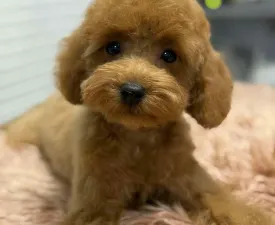 Yo Yo - Törpe uszkár eladó kiskutya