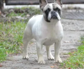 Brillant Sang Royal Tina - French Bulldog Puppy for sale
