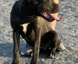 Sonja - Cane corso Szczenię na sprzedaż
