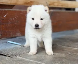Reborn Effi - Shiba eladó kiskutya