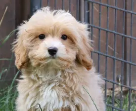 Mainoo - Maltipoo Štěně na prodej