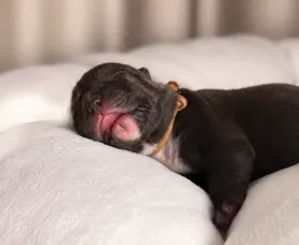 Honey Berry - Amerikai Bully - Standard eladó kiskutya