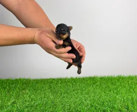 Paws - Yorkshire Terrier eladó kiskutya