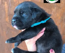 Eros - Cane Corso Štěně na prodej