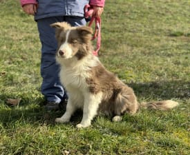 Lilac Boy - Border Collie Cucciolo in vendita