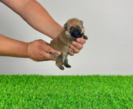 Justy - German Pomeranian Spitz Puppy for sale