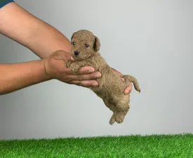 Scotti - Poodle Miniature Puppy for sale