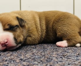 Bavksas J..... - American Staffordshire Terrier Puppy for sale
