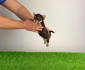 Menos - Yorkshire Terrier Angebotener Welpe