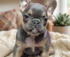 Lili  - French Bulldog Puppy for sale