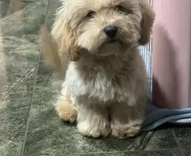 Maci - Maltipoo Puppy for sale