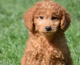 Tom - Goldendoodle eladó kiskutya