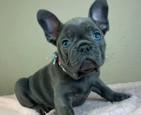Joe - Francia bulldog eladó kiskutya