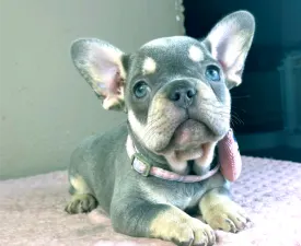 Kira - Francia bulldog eladó kiskutya