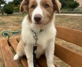 Red Girl Lilac - Border collie Szczenię na sprzedaż