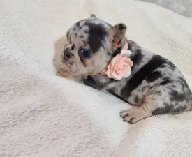 French Bulldog Merla Tan Boys And Girls - Bouledogue français Chiot à vendre