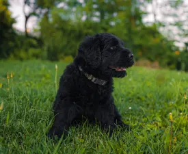 Bruno - Orosz fekete terrier eladó kiskutya