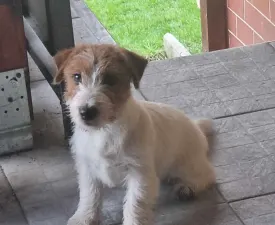 Emily Won Darka - Jack Russell Terrier Puppy for sale