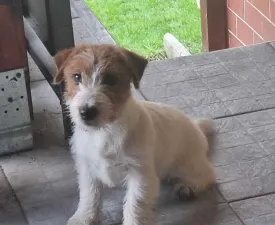 Emily Won Darka - Jack Russell teriér Štěně na prodej