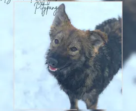 Pitypang - Mudi Puppy for sale