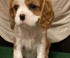 Archibald - Cavalier King Charles Spaniel Cățeluș de vânzare