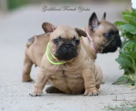 Yoda - Francia bulldog eladó kiskutya