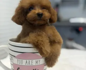 Tiara( Teacup) - Poodle Toy Puppy for sale