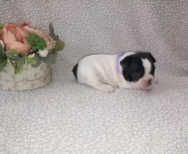 Miora Frenchie Ottawa - Französische Bulldogge Angebotener Welpe