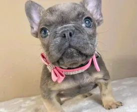 Melissa - French Bulldog Puppy for sale