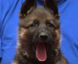 Tania - German Shepherd Dog Puppy for sale