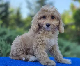 Miles - Cavapoo Puppy for sale